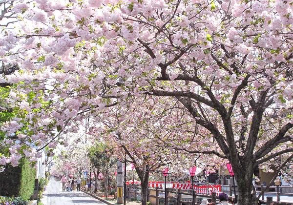 陽春の遅咲き八重桜めぐりとイチゴ狩り1パックお土産付と白壁の商家レストランで花かごランチ1